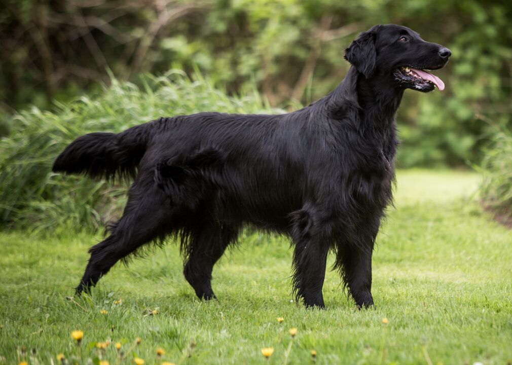 #20. Flat-coated retriever (tie)